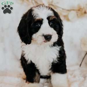 Happy, Mini Bernedoodle Puppy